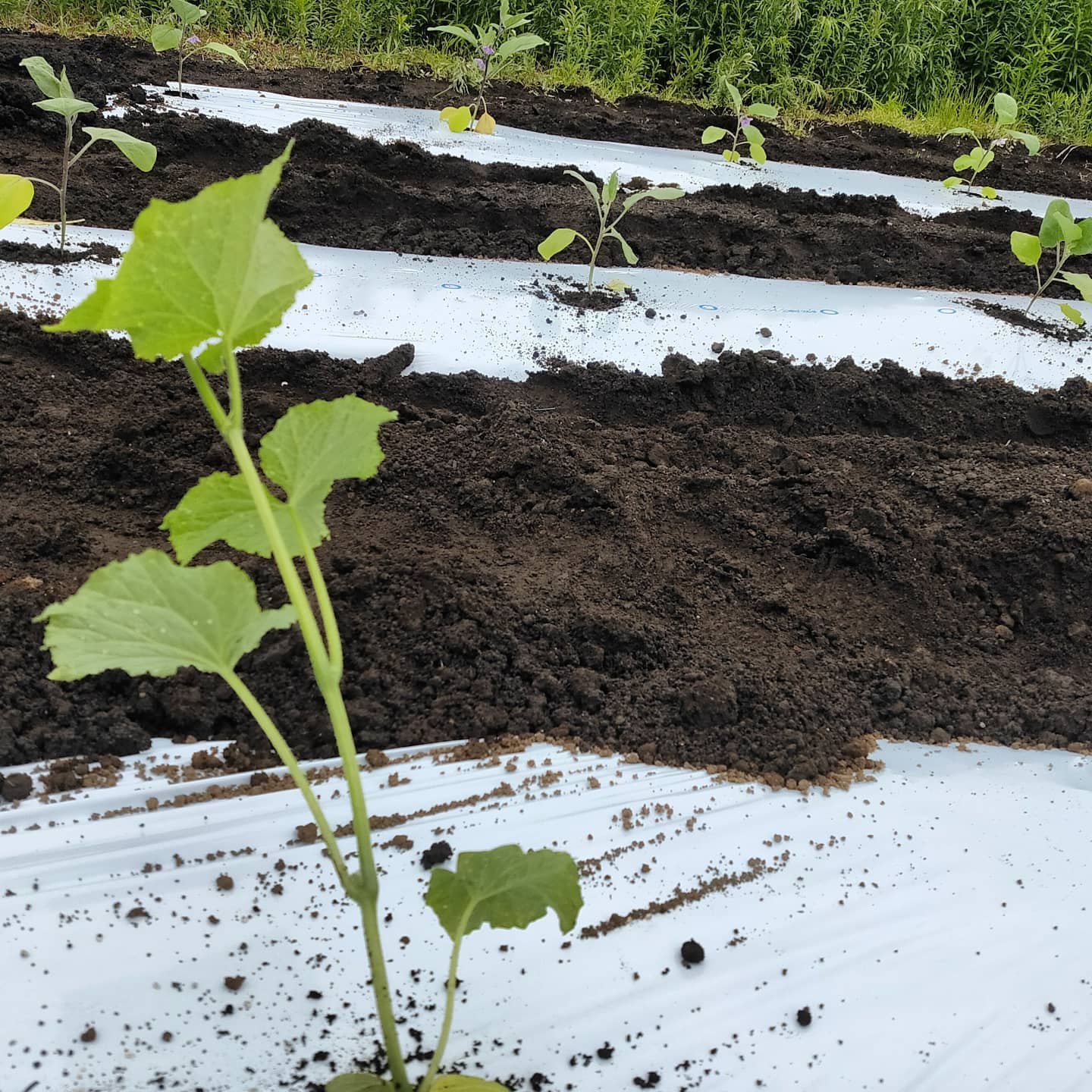 先週の雨が降る前に急ピッチでナスときゅうりを植えました🥒雨前になんとかギリギリ間に合ったー!!と思ったらもの凄い大雨で。。。今日畑に行ったら畝がほぼ消滅していました何株か折れてしまったけど、これで済んでよかった小雨が降る中、きゅうりにネットを張るための下準備🥒アーチを立てて、蔓が上に伸びるようにネットを張っていきます#静岡　#富士市#農業　#農業女子 #きゅうり　#ナス