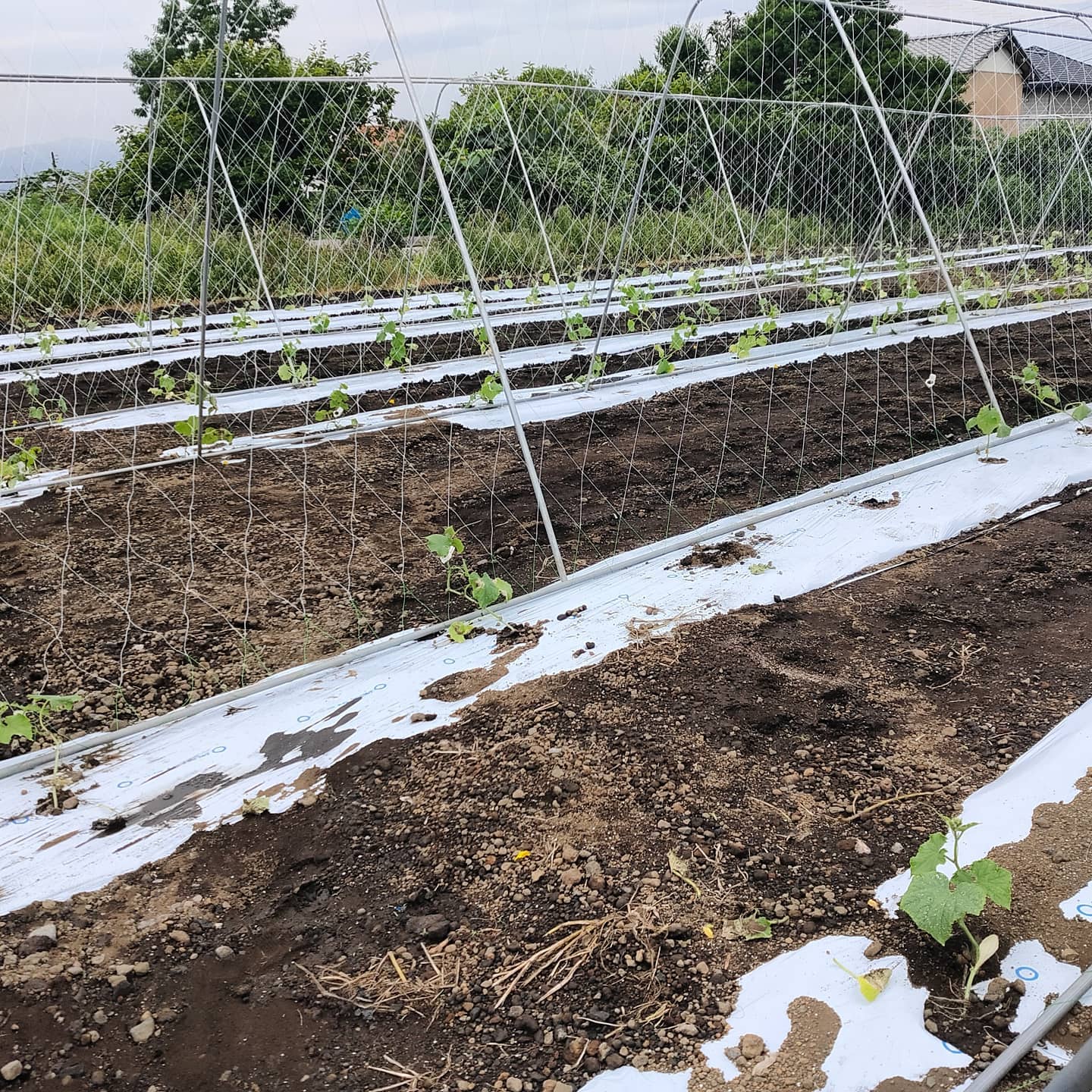 数日前ですが、きゅうりのネットを張りました🥒さぁこれで伸びてもおっけー日差しがなかなか無いけど、元気に育ってね落花生の畑で草取りをしていたら、かわいい来客が🦆落花生も元気に育ってます🥜#静岡県 #富士市の野菜 #きゅうり #富士のらっかしょ #落花生　#農業インスタグラム #農業女子