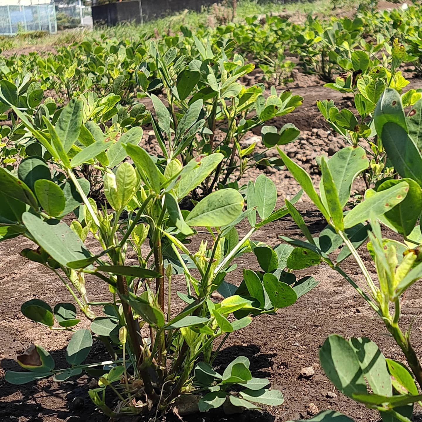 落花生のマルチ剥がし🥜たくさん出来るかなネギも大きくなっています◎こちらは10月以降収穫かな#富士市の野菜 #静岡県 #富士のらっかしょ #落花生栽培 #ネギ #農業 #農家の暮らし