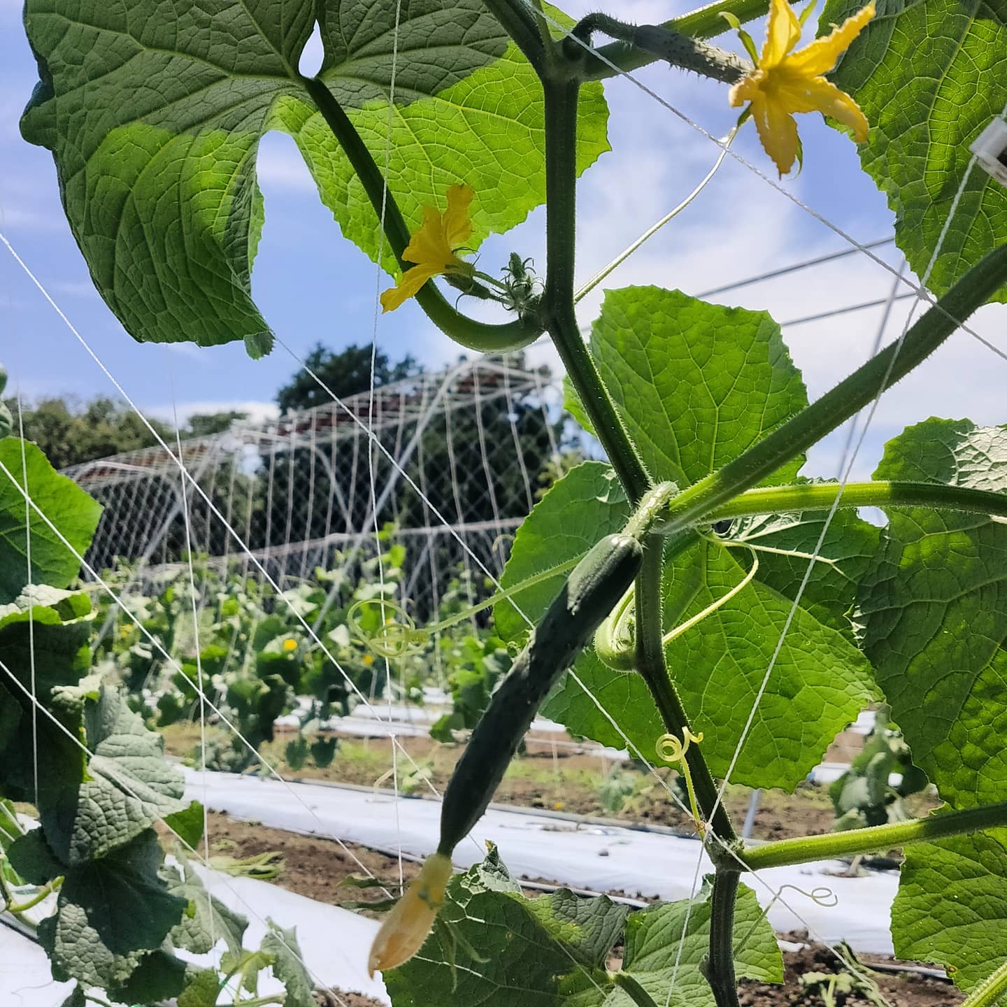 きゅうり第２弾🥒良い感じに伸びてきています週末のマルシェに間に合いそうですナスも大きくなってきました今日も納品回ってますので、ぜひお試しください#富士市の野菜　#富士市大渕#静岡県#きゅうり　#なす #夏野菜栽培 #popなマルシェ