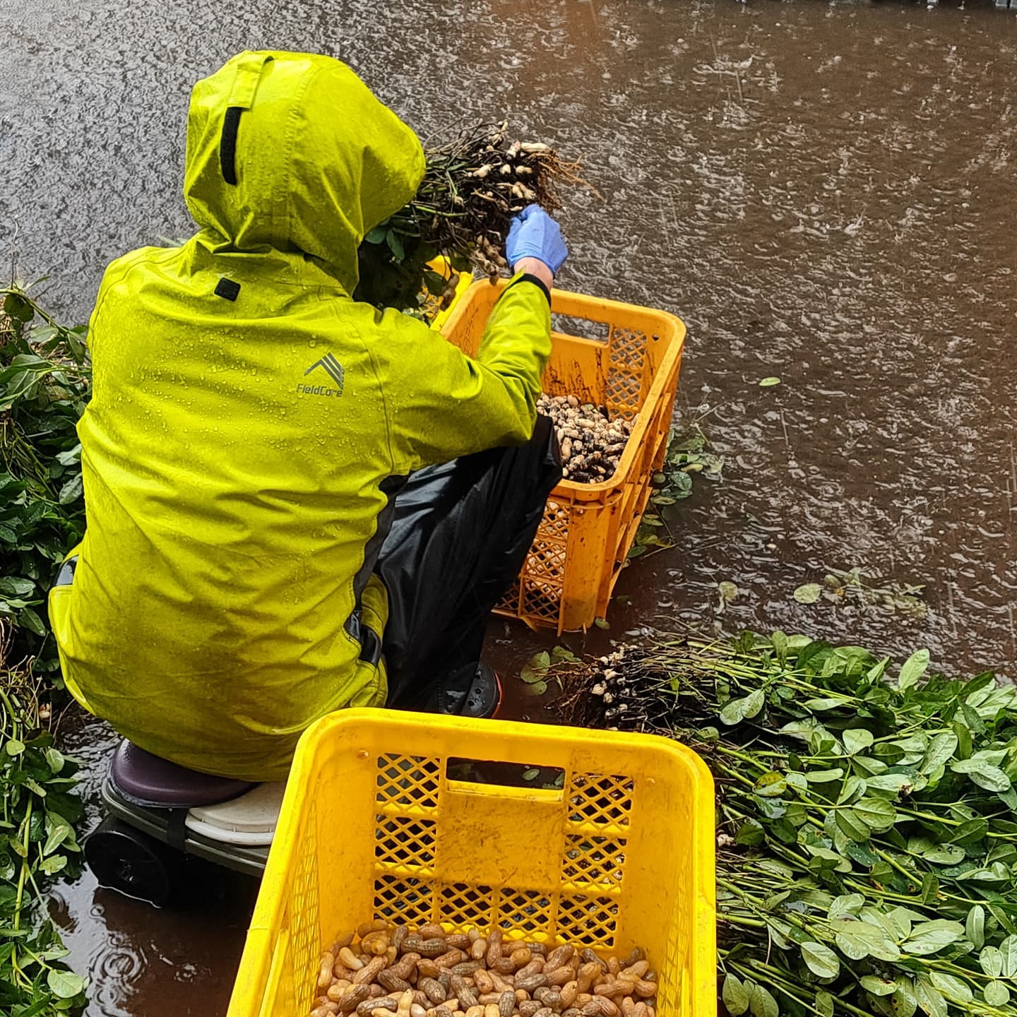 大雨が降っていますが、せっせと落花生の準備をしています我が家は立地的に、そこまで雨が溜まらないようになっているので。。。天候に気を付けつつ作業です久し振りに雨をダイレクトに感じましたこの感じだと落花生は夕方頃でしょうか🥜#雨の日#富士のらっかしょ #落花生#農家#富士市