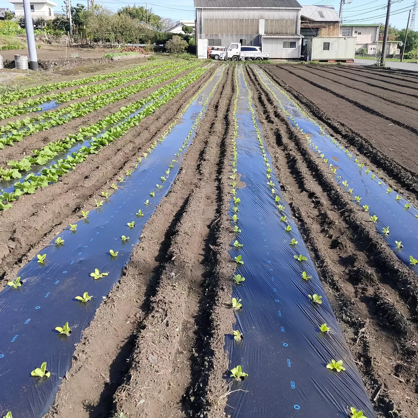 白菜第2弾です。あともう1回植えないといけません。前回植えたやつは結構大きくなってきました。色々仕事がたまってますが、順々にこなしていきます。