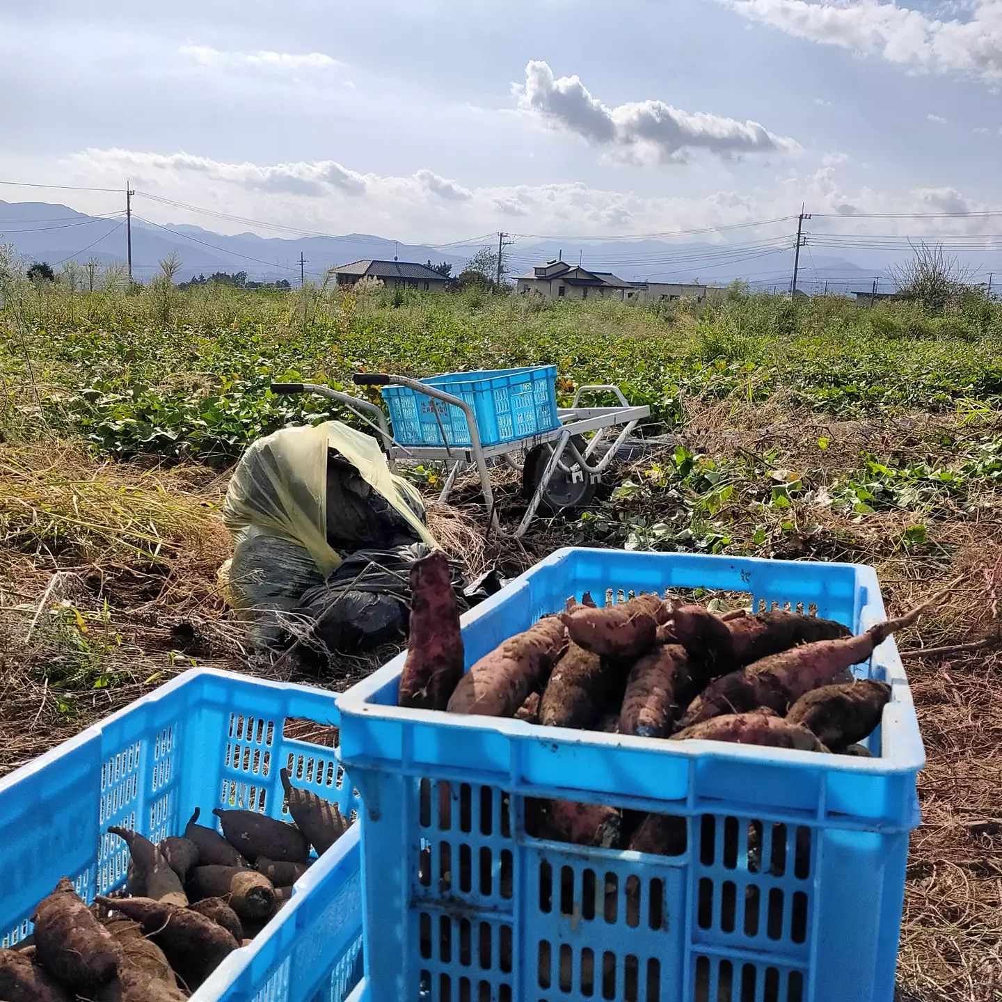 さてさて毎年恒例、バカみたいに芋を掘る季節がやってきましたよ一面の芋これは加工用なので、販売予定は今のところ無いです今年もかつまたピーナッツさんへ納品され、冬に干し芋になります芋と平行して、かぼちゃとブロッコリー(今週末から出荷予定)も出していきます🥦#さぁ大変だ#秋ですね #富士市　#冨士市の野菜#産直野菜#静岡県#さつまいも #干しいも#ブロッコリー#農業　#農家　#農業女子