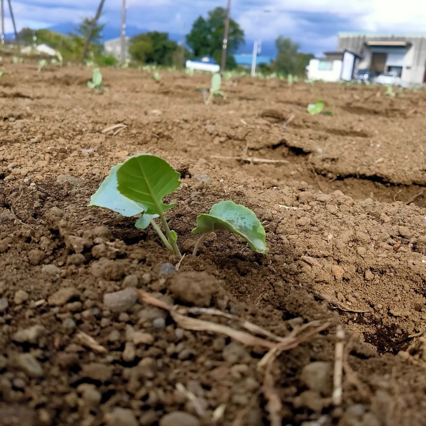 ＼　ばばーん　／先延ばしにされていた、ブロッコリー🥦3品種を植えました3、4月に収穫予定です腰が痛いですね#ブロッコリー　#ブロッコリー栽培 #富士市　#静岡県　#富士市の野菜 #農業　#農業女子　#農家#農家さんと繋がりたい