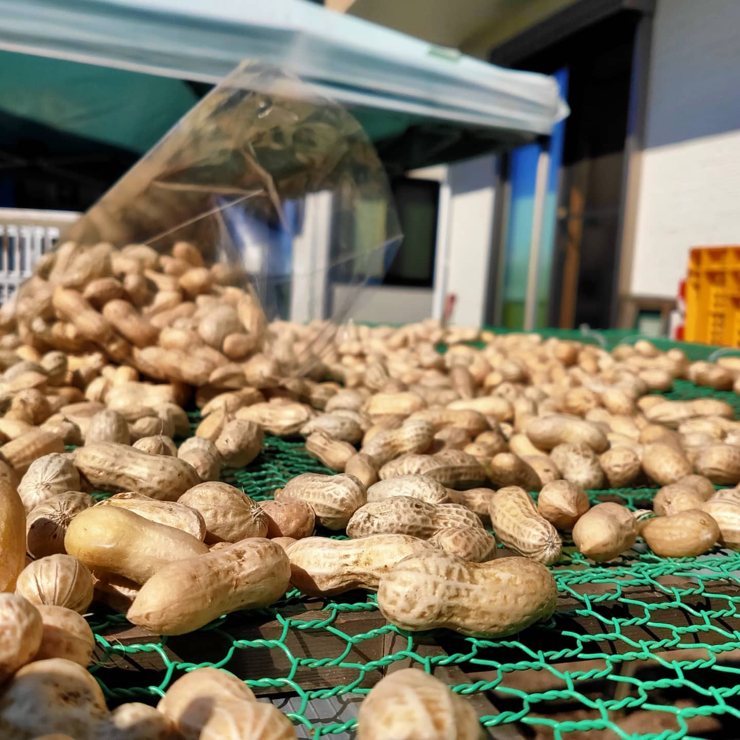 今日は落花生掘ってます🥜今年はこれで、ほぼ最後の出荷です夏(もう冬の気候ですが)の食べ納めに、ぜひぜひ🌞#富士市　#富士市の野菜 #ふじのくに 　#落花生#富士のらっかしょ #農業女子 　#農業#農家の嫁 　#農家