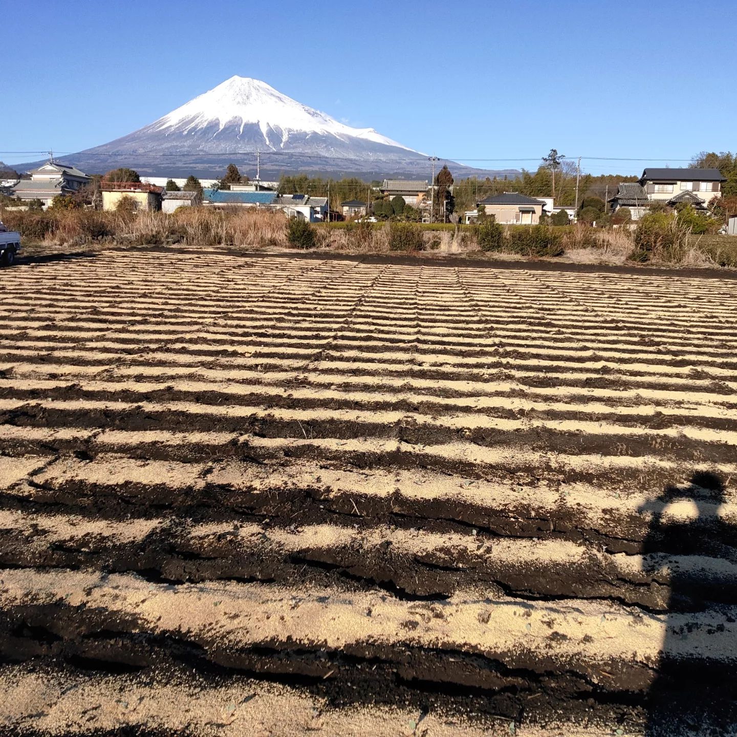 2022年初ブロッコリー定植です。妻とバイトさんに頑張ってもらって植え終わりました。さらに昨年色々言われた御殿場コシヒカリの籾殻を譲ってもらって上からまきました。まだ寒いのでブロッコリーの防寒対策です。こいつは4月中旬からの収穫になると思います。お楽しみに。