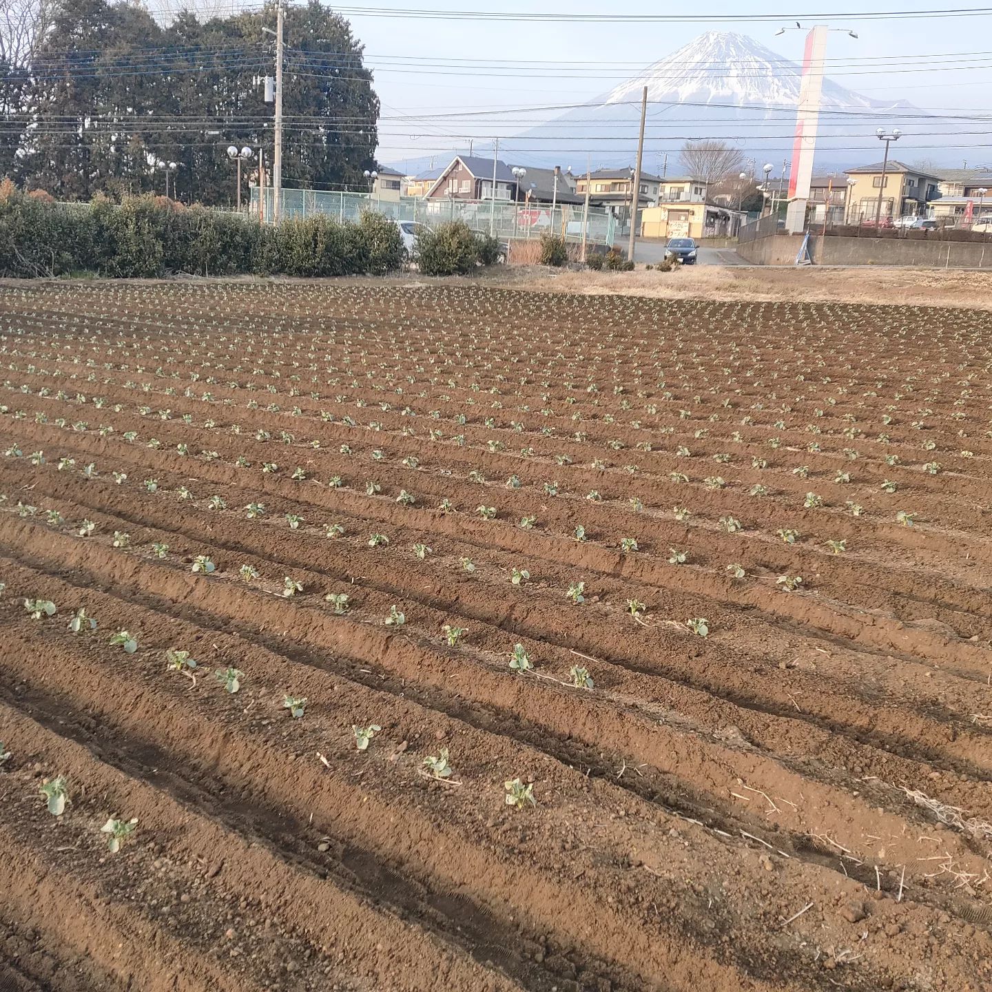 週明けは雨らしいのでブロッコリーの追肥と土寄せしました。1月に植えたやつより大きく育ってるので、もしかしたら追い越してしまうかも。