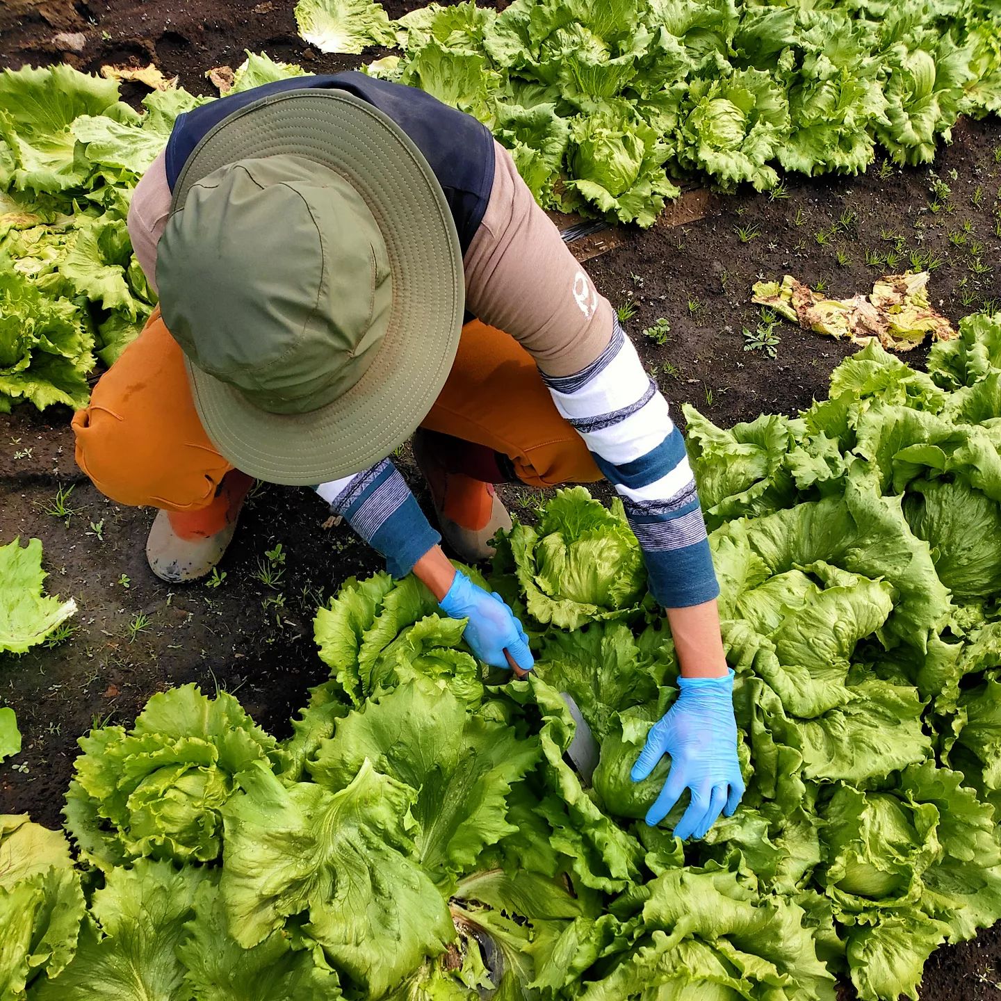 昨日ですが、レタスを出荷しています🥬とれたて新鮮なものを、その場で袋詰めです#富士市　#富士市の野菜 #静岡　#静岡の野菜 #レタス　#レタスレシピ #産直コーナー #産直野菜#農業　#農業夫婦 #農家　#農家の嫁