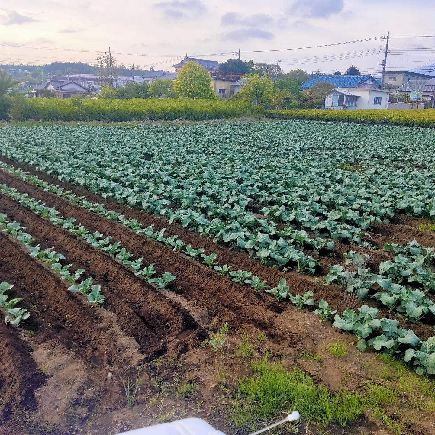 ブロッコリーの追肥です。予定より1週間くらい遅くなってしまったのですが、やっと出来ました。大きい方は5月下旬から6月上旬から収穫していき、小さい方はその後になる予定です。