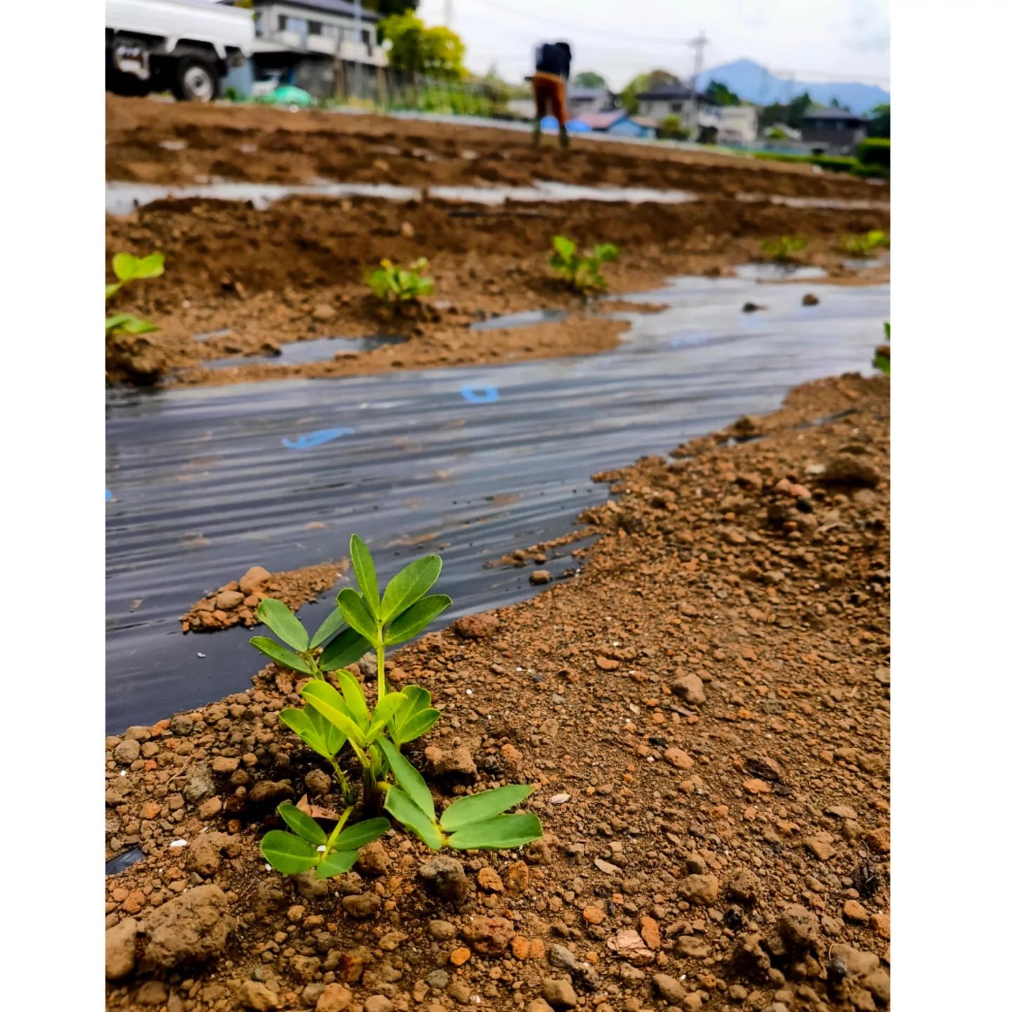 GWの中日に、落花生の種まきもしました🥜今回も #植えまき君 を使用して蒔いていますこれは買って良かった物トップ3には入りますね🥺前回蒔いたところは芽がニョキニョキ大きくなってね#静岡 #静岡の野菜#富士市 #落花生 #落花生栽培 #産直野菜 #産直コーナー #農業 #農業女子 #農業夫婦 #農家 #農家の嫁