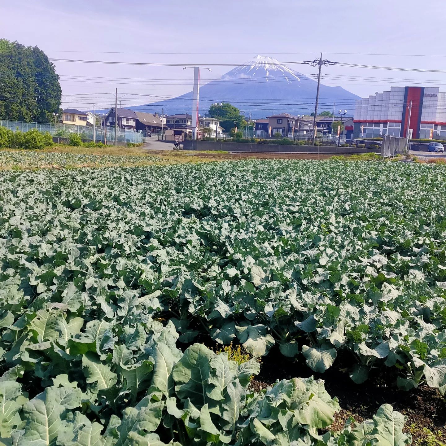 明日からブロッコリーの本格的な収穫を再開します。今回から複数品種を収穫していきます。なるべく切れ間がないように収穫するためです。どれもも美味しいと思うのでお楽しみに。