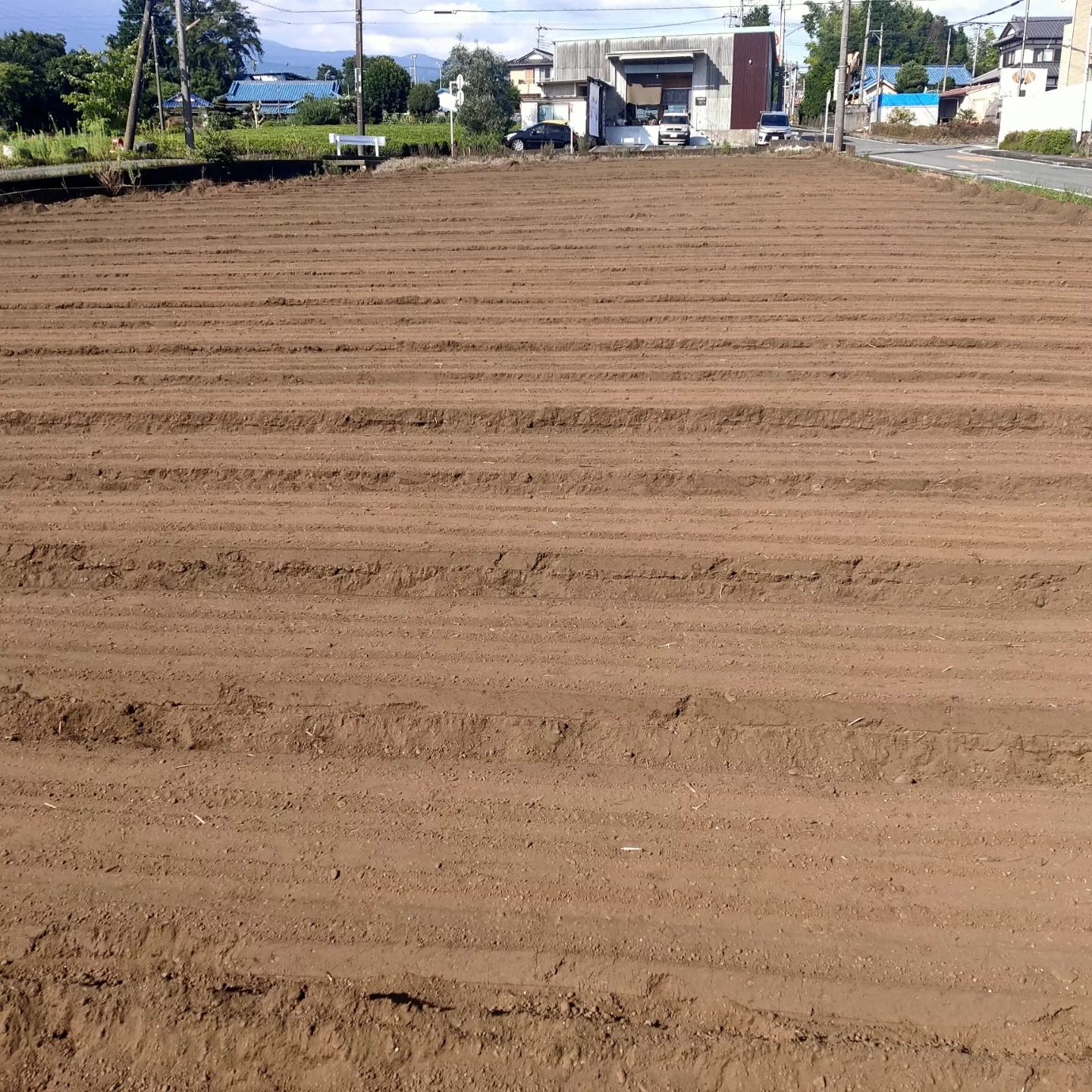 先月末にまいた人参の芽がちょっとずつ出てきました。まいた翌日、翌々日は雨がふったものの、ここ最近の猛暑が心配でした。今日の雨で芽が揃って出てくれればもう安心です。芽、出てくれー。